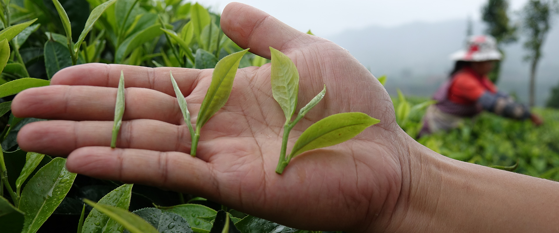 Tea Plays Tea Farm Leaves